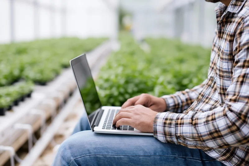 Man typing on laptop in greenhouse with rows of green plants growing in hydroponic beds