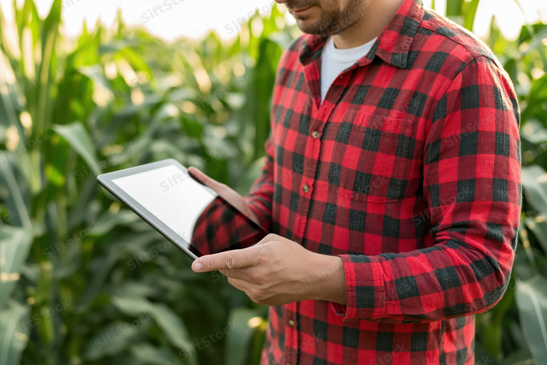 Man in red flannel shirt holding tablet while inspecting cornfield