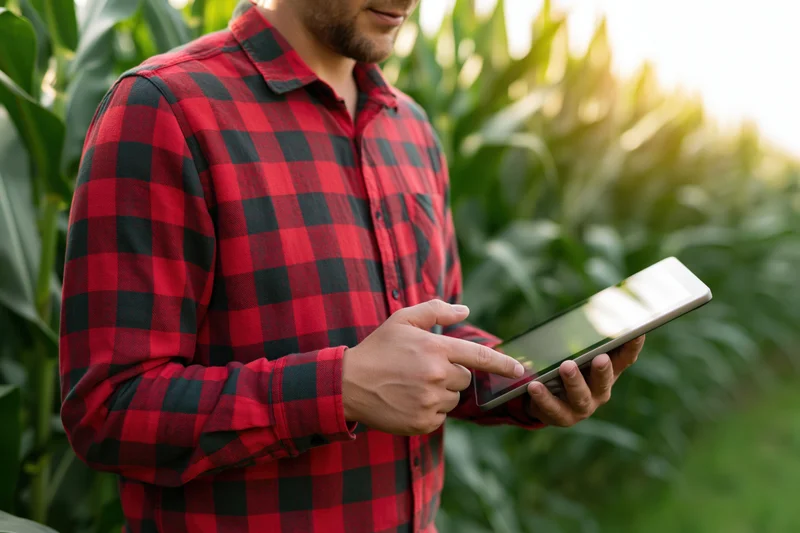 Man in red plaid shirt using tablet in cornfield