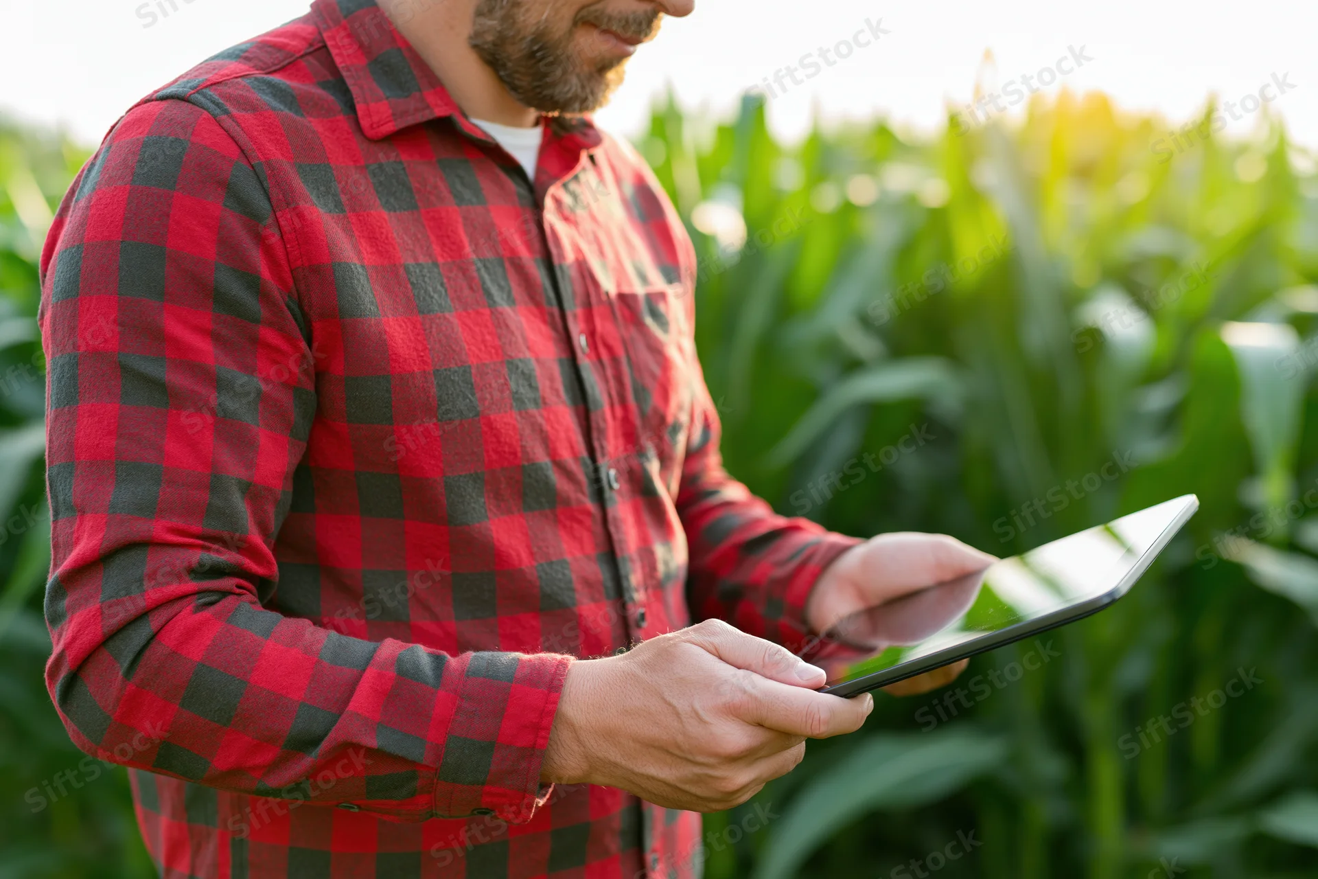 Man in red checkered shirt using tablet in cornfield