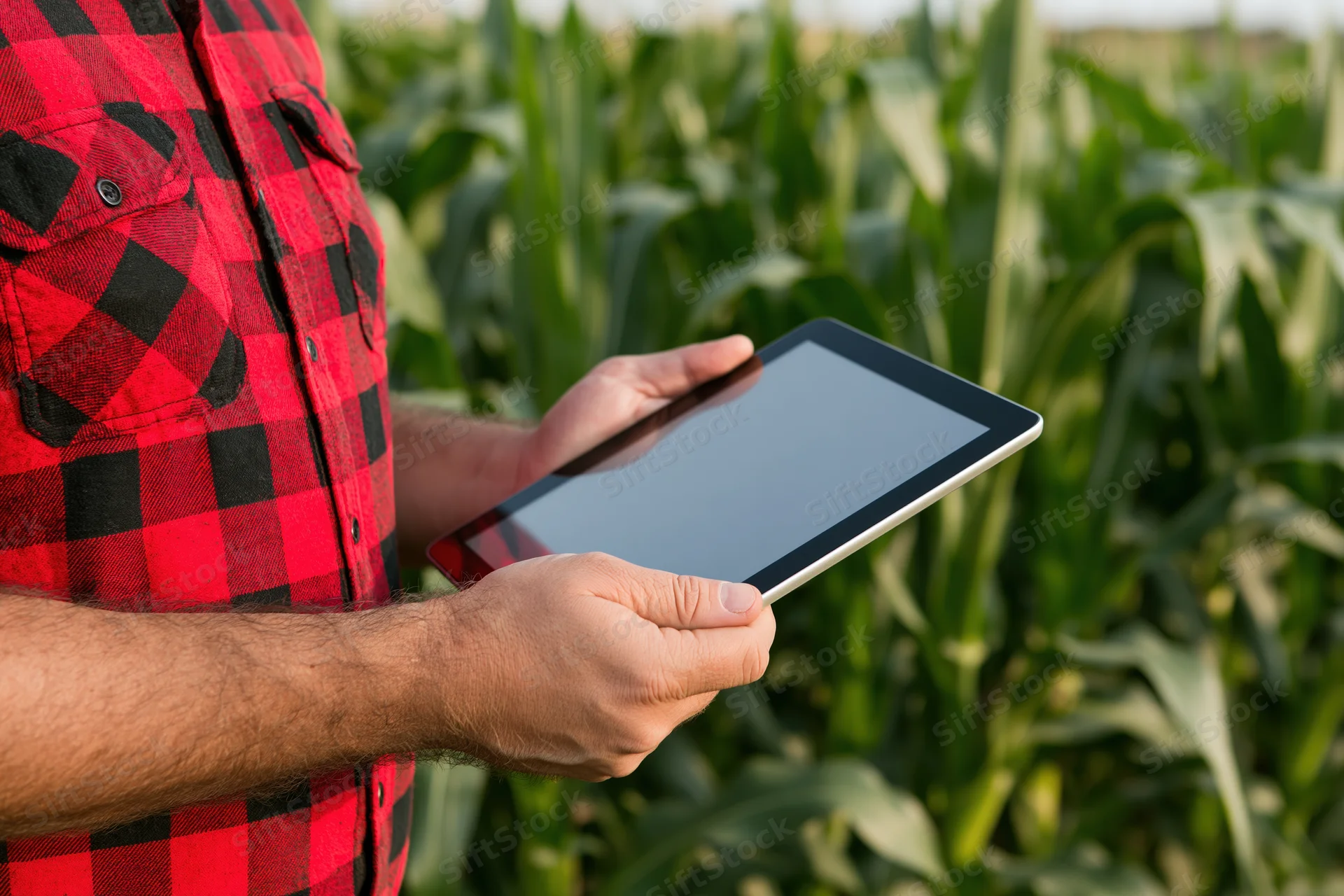 Farmer holding tablet in cornfield inspecting crop growth