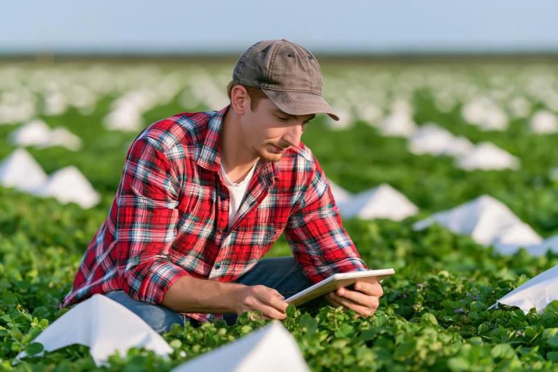 Young man in plaid shirt and cap using tablet while inspecting crops in a field