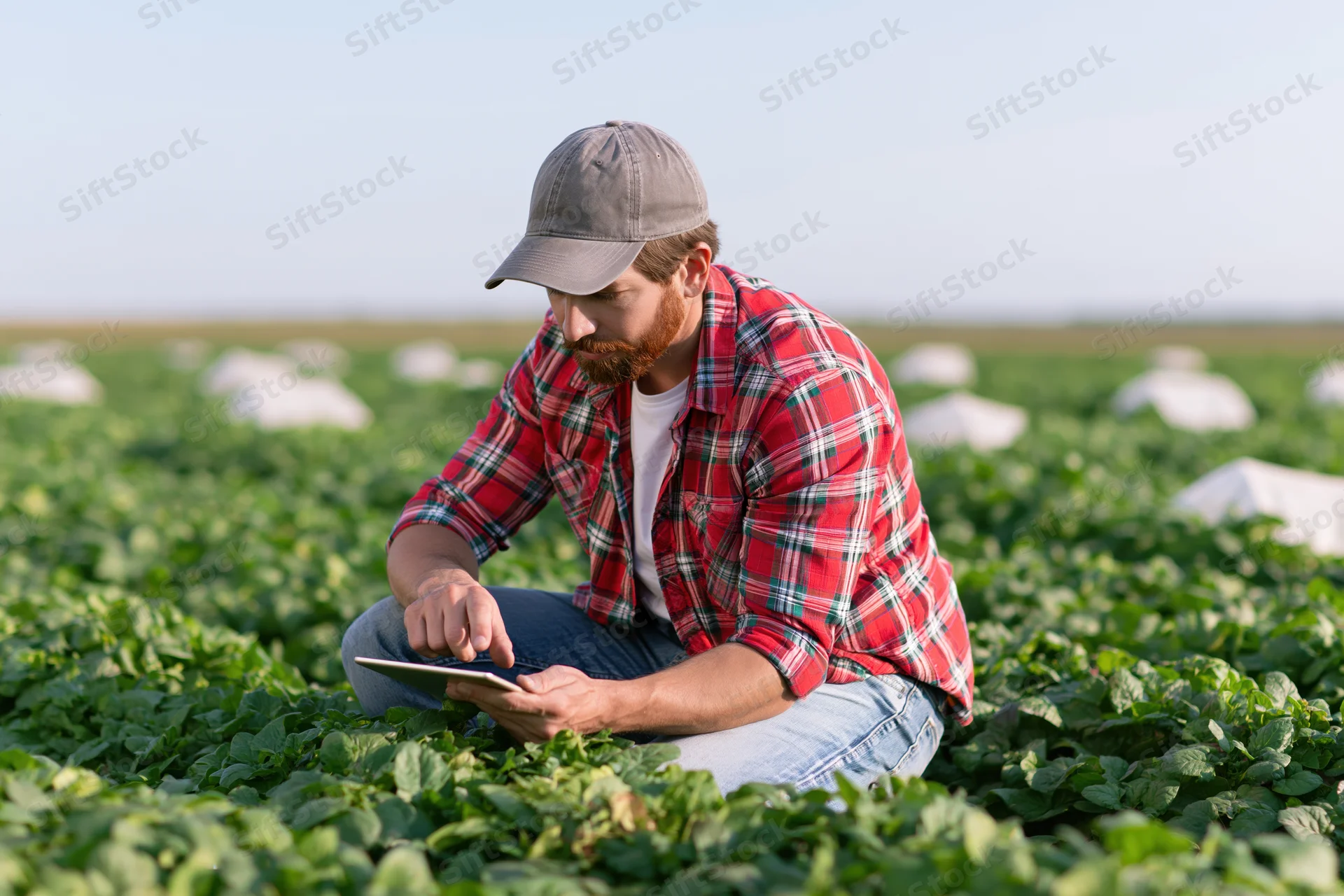 Man in plaid shirt and cap using tablet while crouching in a green crop field