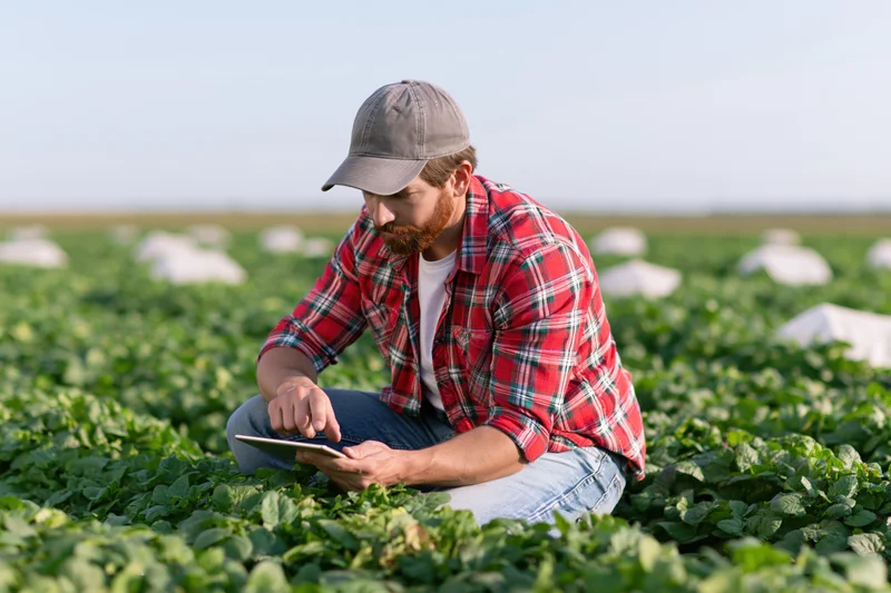 Man in plaid shirt and cap using tablet while crouching in a green crop field
