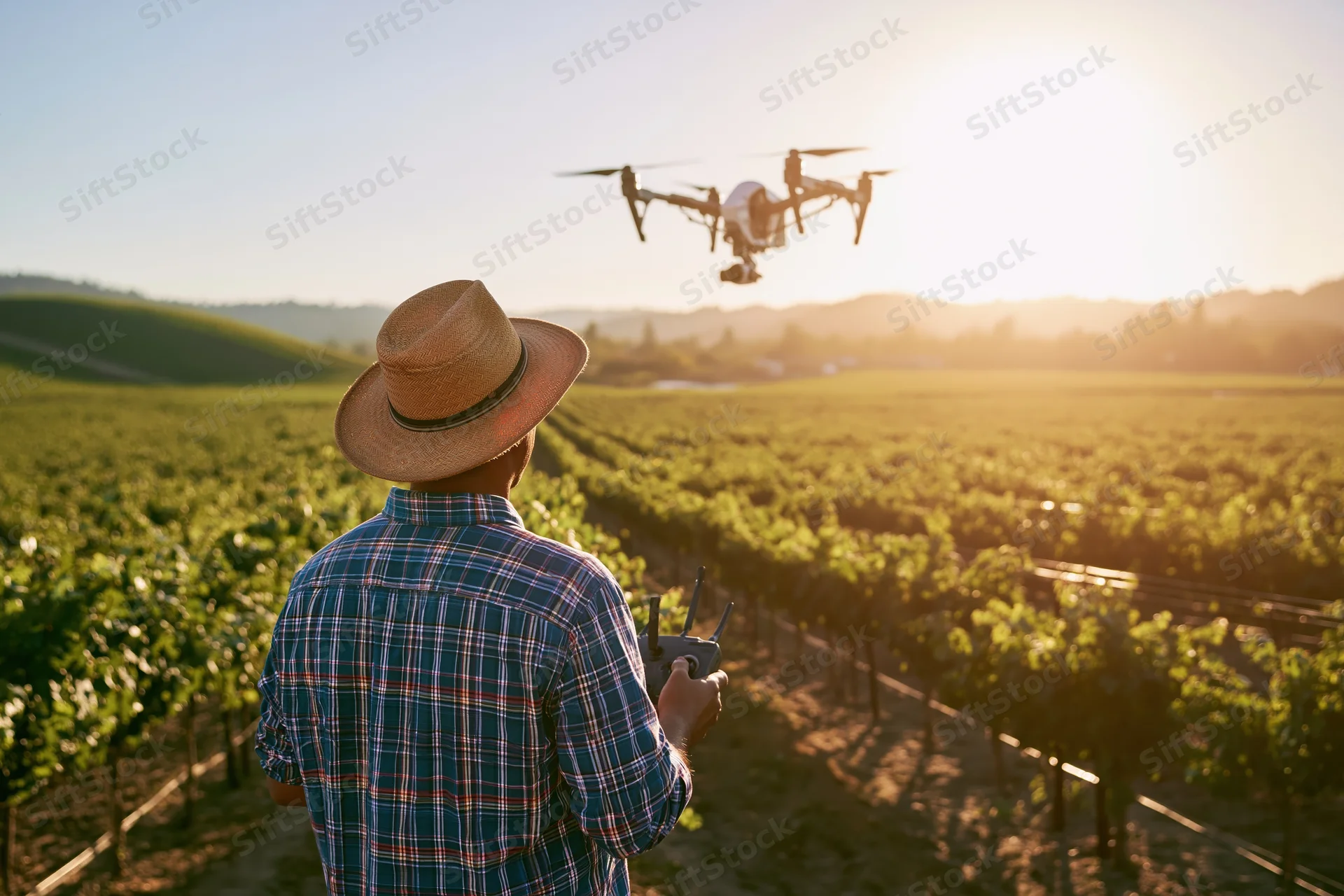 Man in straw hat operating drone over vineyard rows at sunset