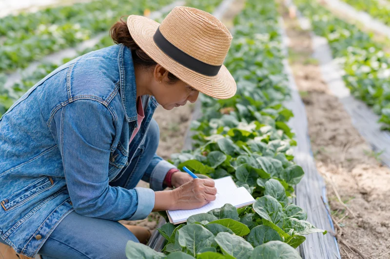 Woman in straw hat writing in notebook while inspecting leafy crops in a garden row