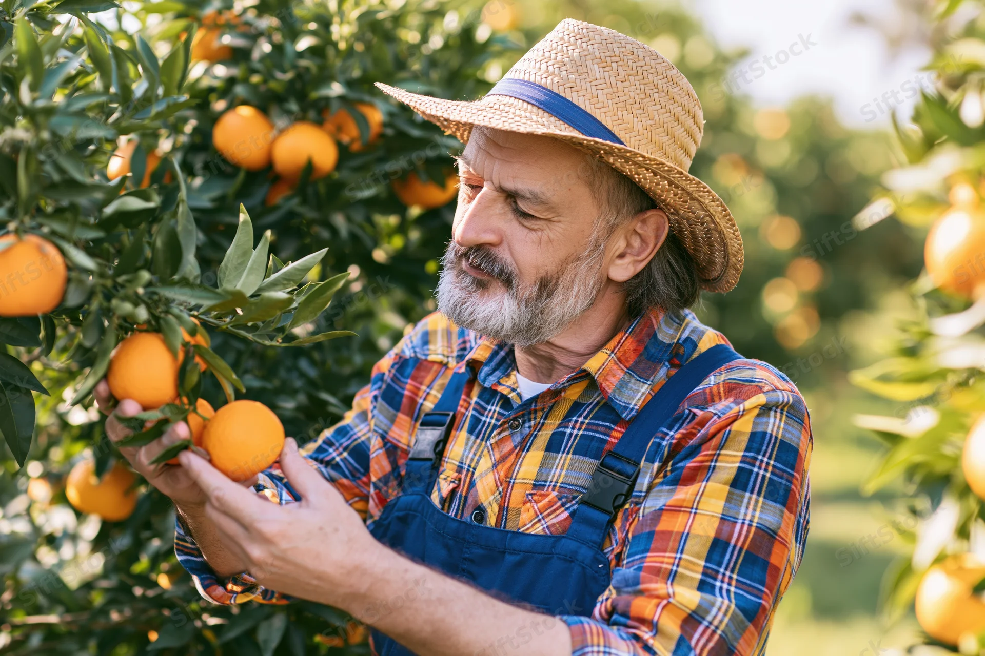 Senior man inspecting oranges on a tree in an orchard