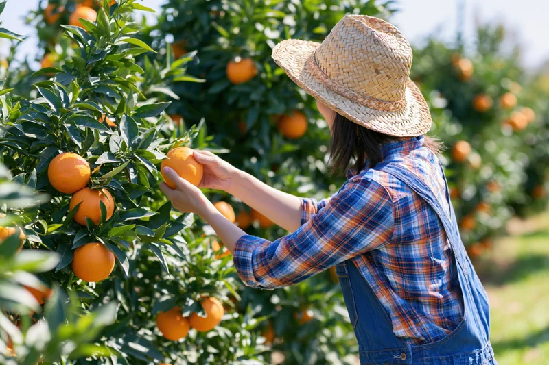 Woman harvesting oranges from a tree in an orchard
