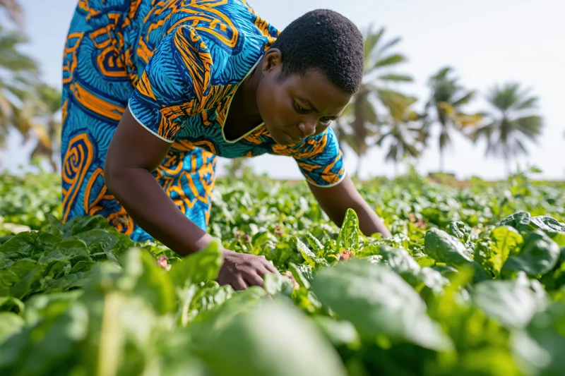 Woman harvesting spinach in a lush green field under bright sunlight
