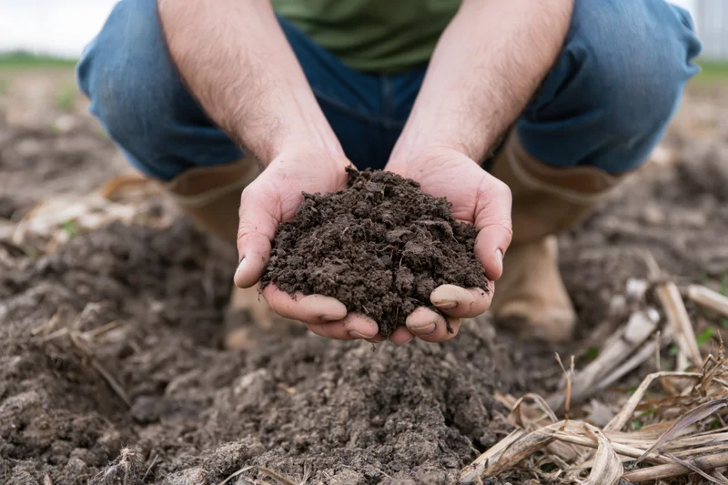 Farmer holding soil in hands in a cultivated field