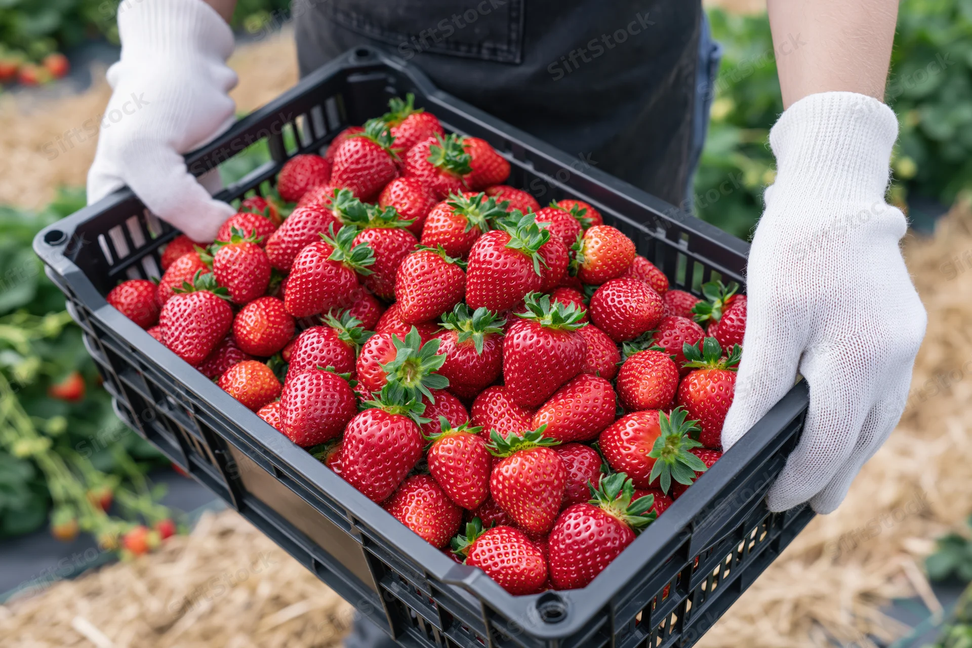 Woman holding a crate of fresh strawberries in a farm field