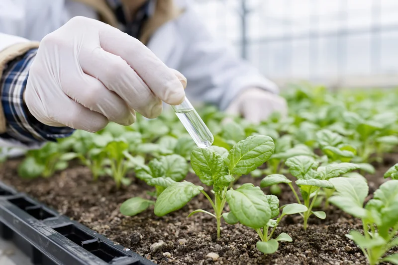 Researcher holding test tube over seedlings in greenhouse tray