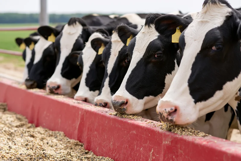Row of black-and-white cows feeding from a red trough on a farm