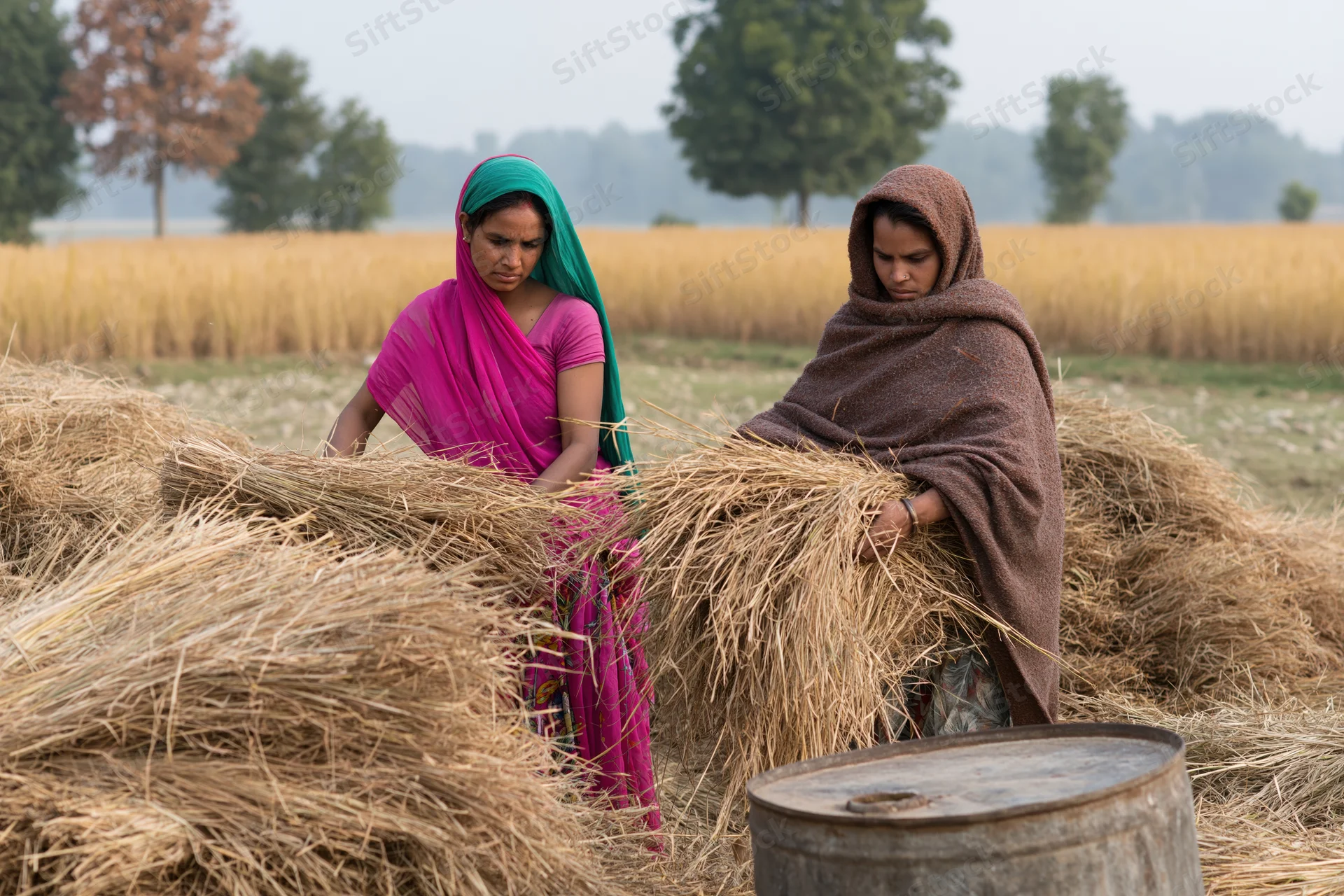 Two women bundling wheat straw in a rural field during harvest