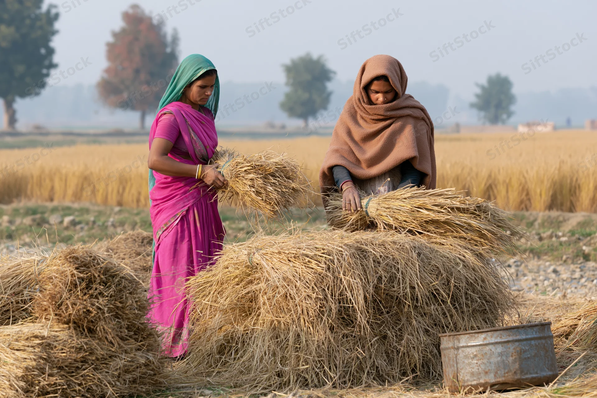 Two women in colorful saris stacking wheat straw in a rural field during harvest