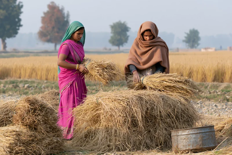 Two women in colorful saris stacking wheat straw in a rural field during harvest