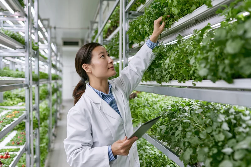 Woman in labcoat inspecting leafy greens in vertical hydroponic farm