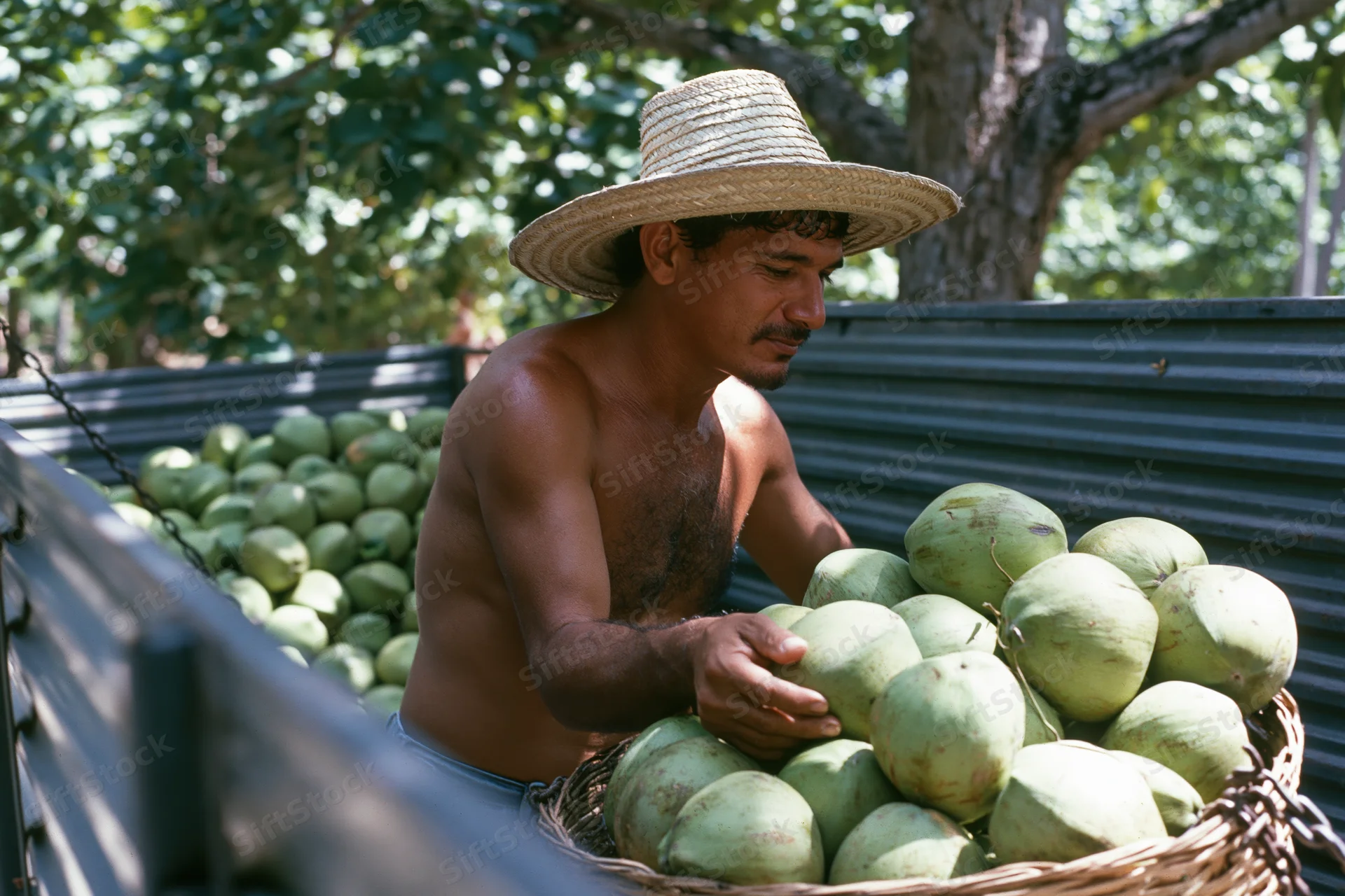 Shirtless man sorting green coconuts in a basket in the back of a truck under trees