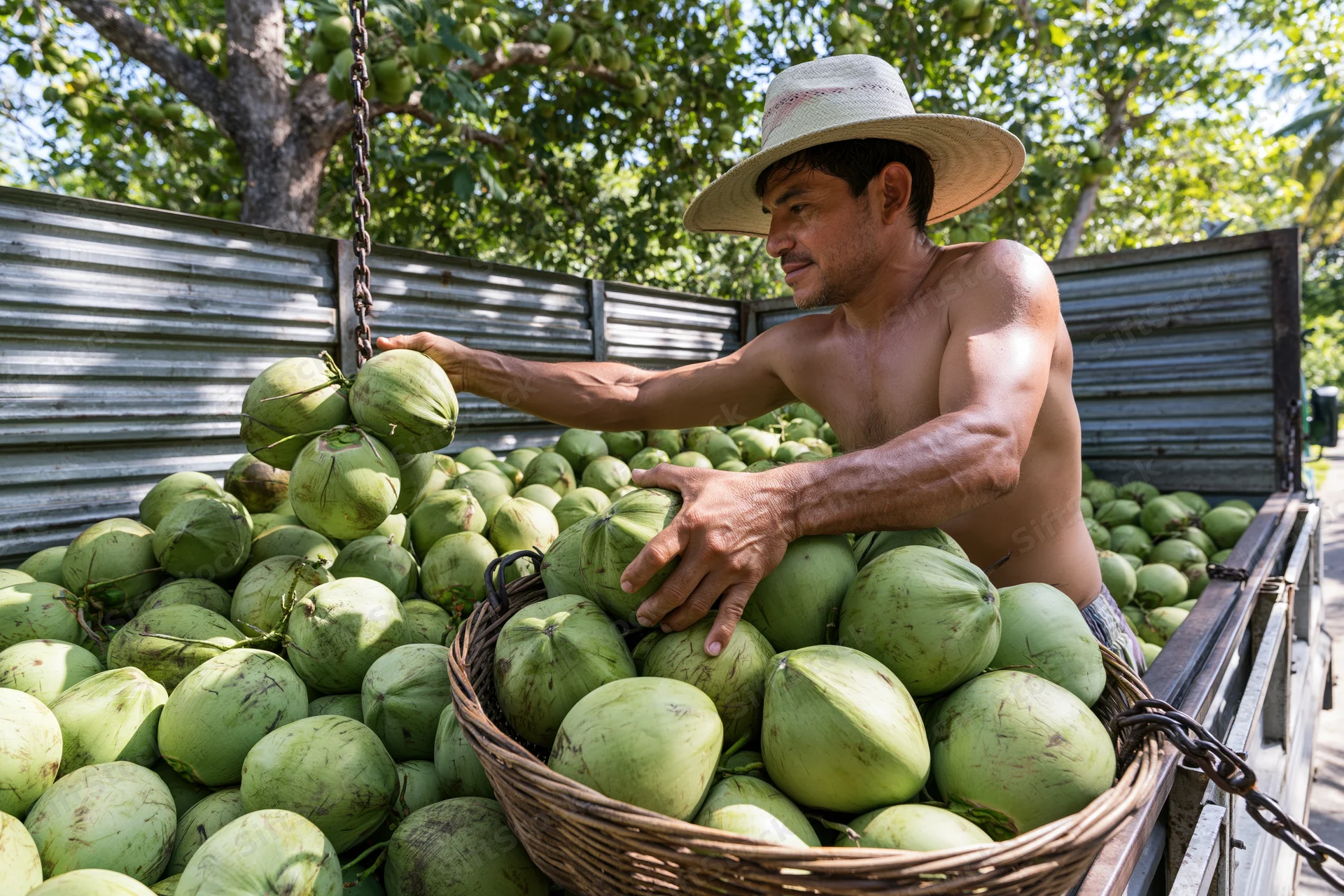 Shirtless man loading green coconuts into a basket on a truck in a tropical farm setting
