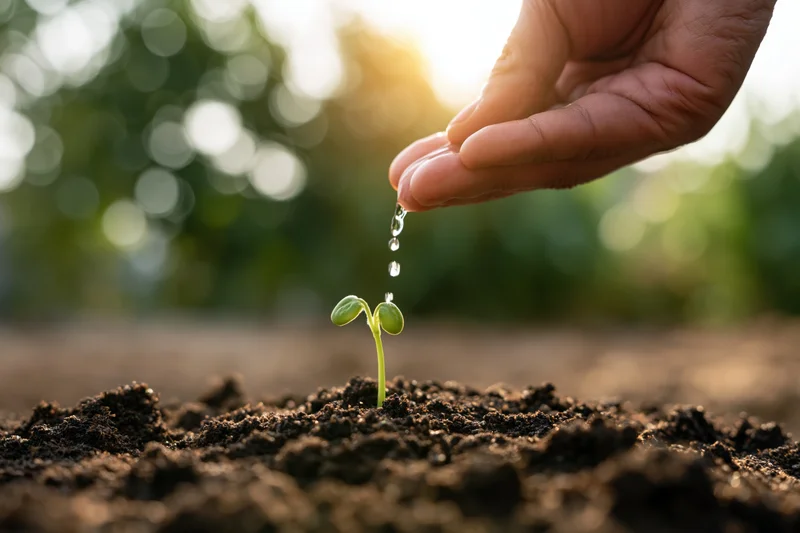 Hand watering a small green seedling in soil outdoors