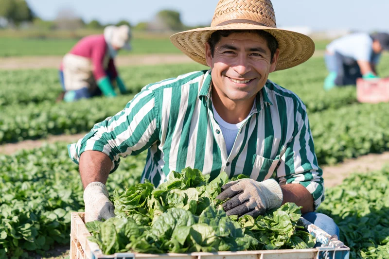 Smiling farmer kneeling in a field holding a crate of fresh lettuce during harvest