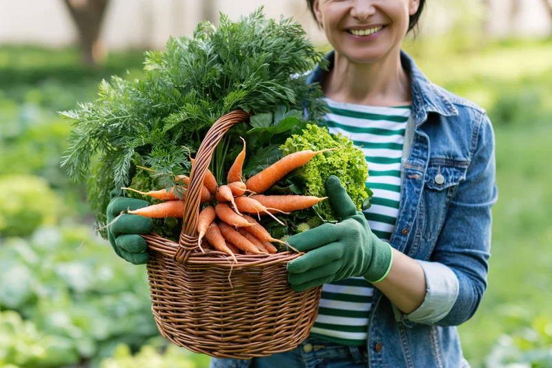 Woman holding a basket of fresh carrots and lettuce in a garden