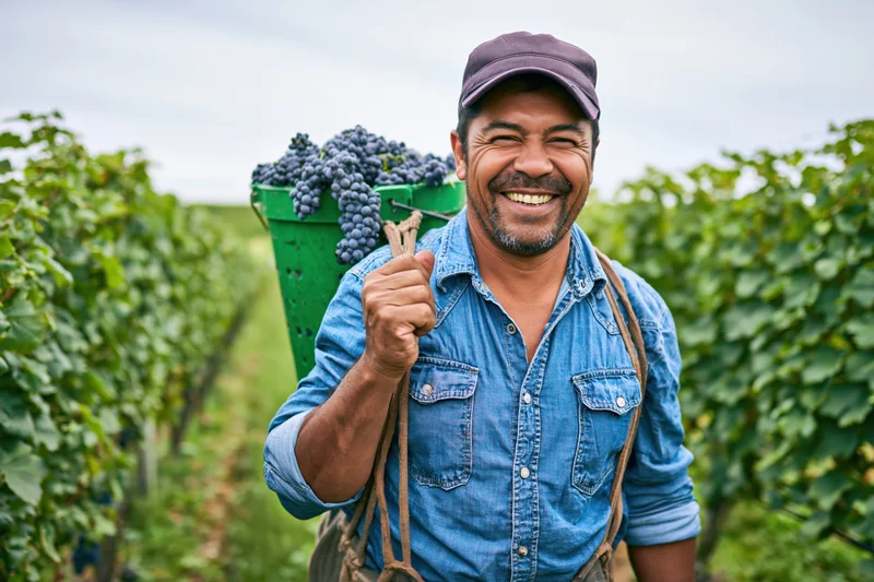 Smiling man carrying grape basket in vineyard field