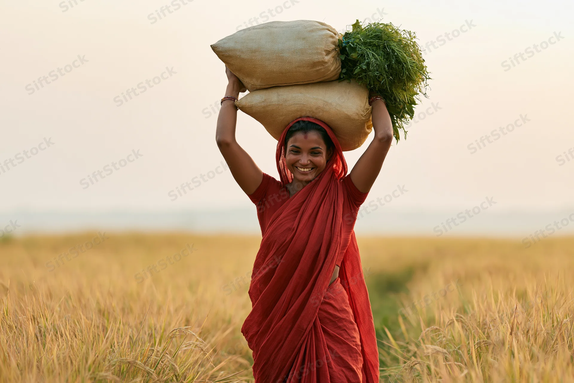 Woman in red sari carrying sacks of grain and green plants on her head in a golden rice field