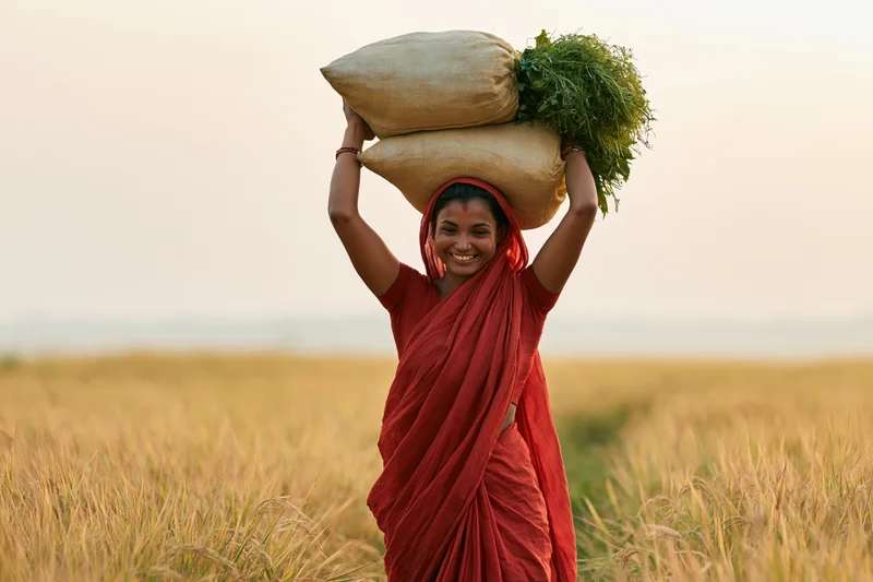 Woman in red sari carrying sacks of grain and green plants on her head in a golden rice field