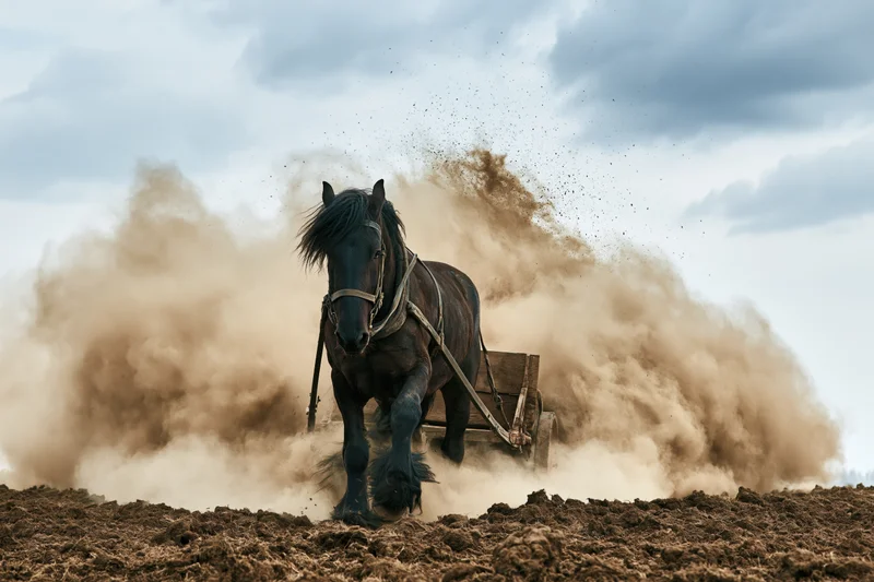 Dark horse pulling wooden plow through tilled field, kicking up dust under cloudy sky