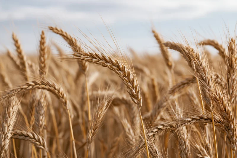 Closeup of golden wheat ears in a sunlit field under a cloudy sky