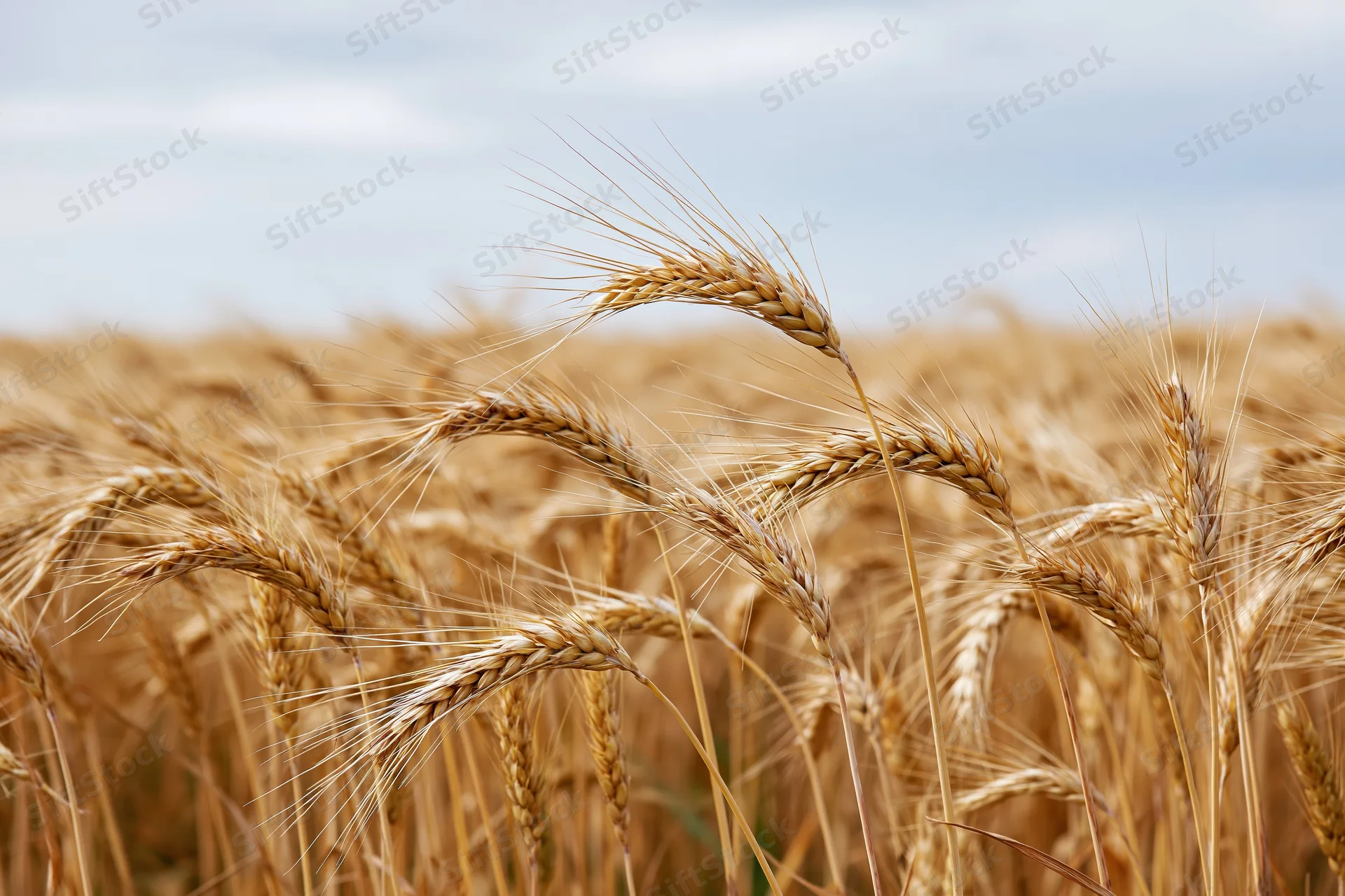 Golden wheat stalks in a sunlit field during summer harvest