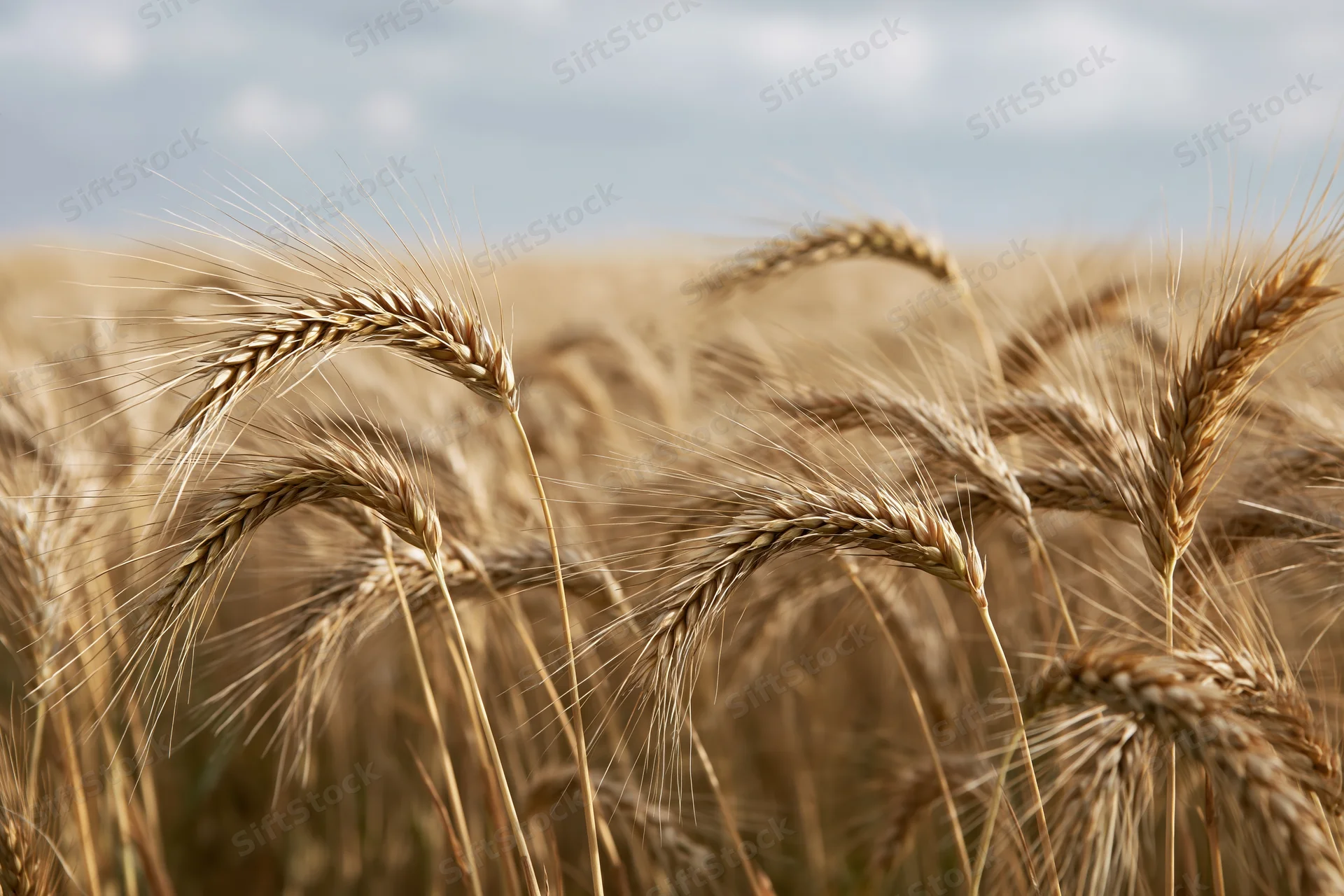 Close-up of golden wheat ears in a sunlit field