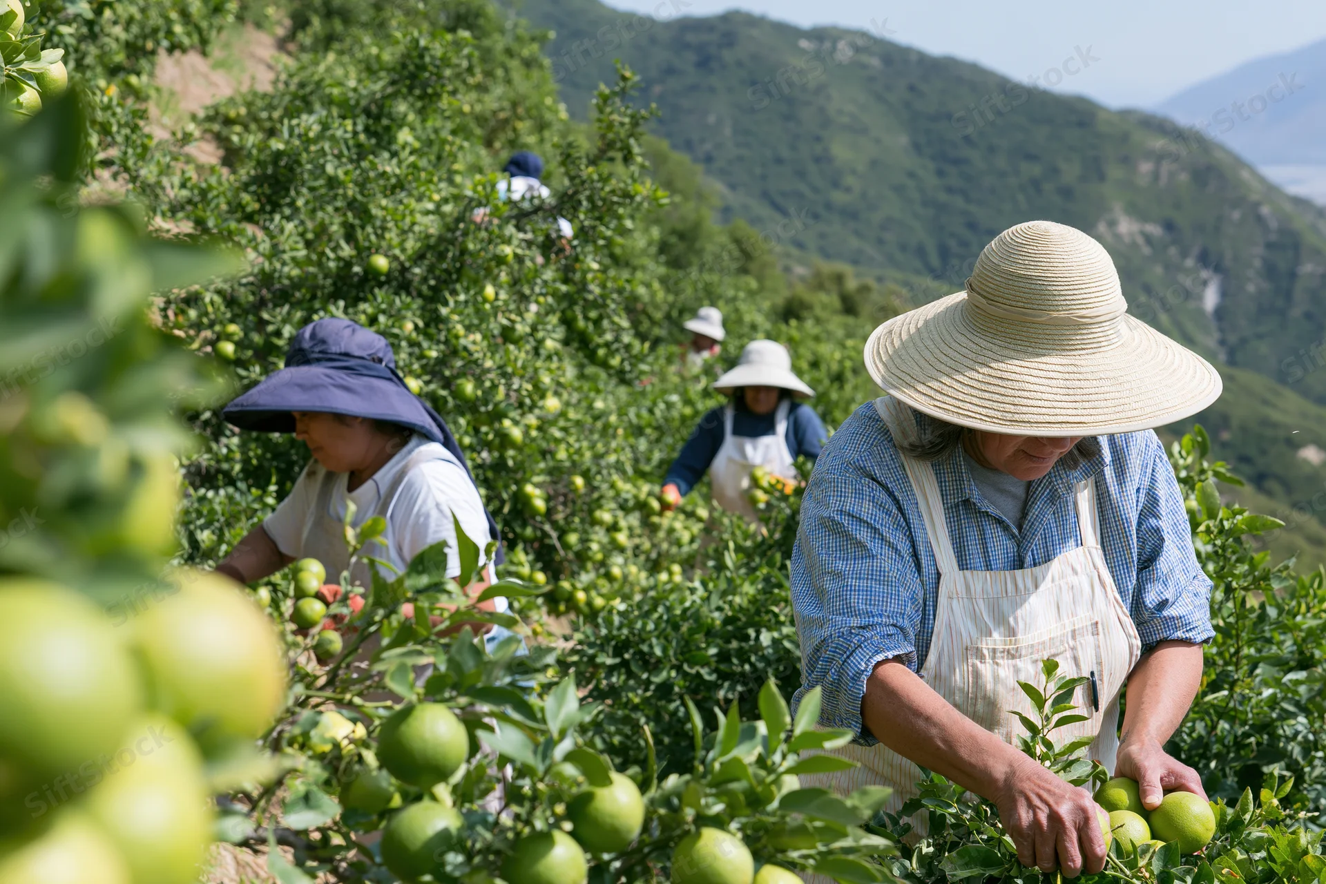 Woman harvesting limes in a sunlit hillside orchard