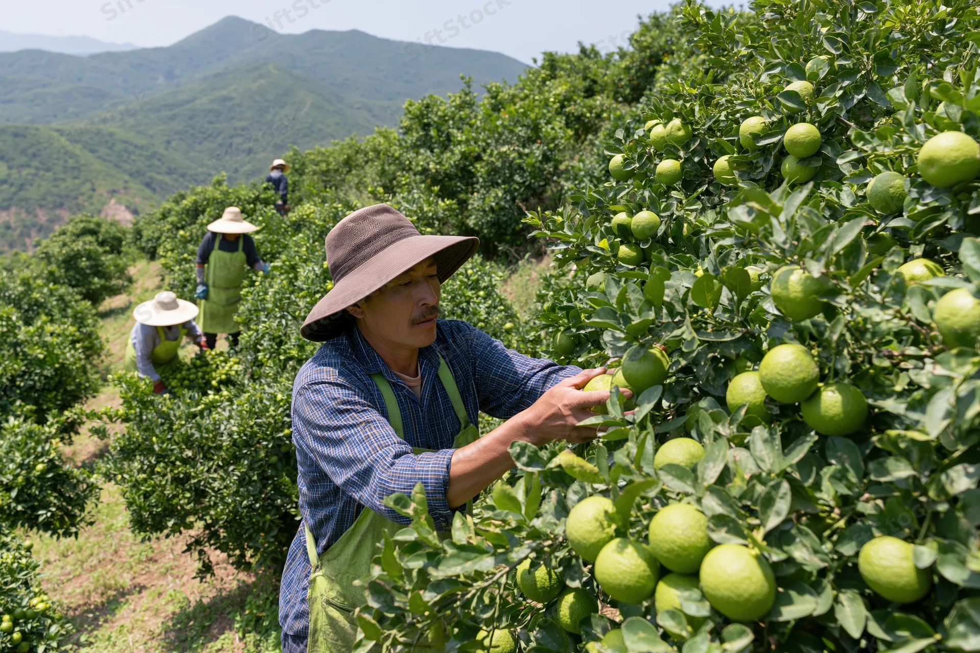 Farmer picking limes from a tree in a sunlit hillside orchard