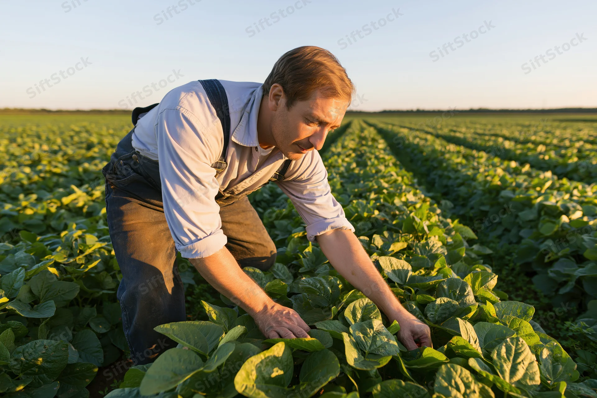 Farmer inspecting soybean plants in a field at golden hour