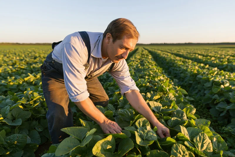 Farmer inspecting soybean plants in a field at golden hour