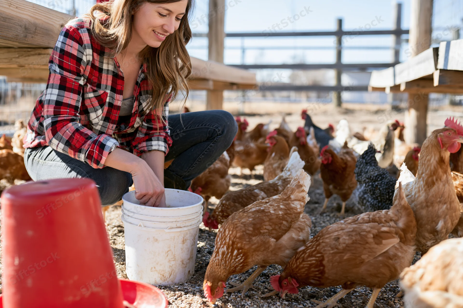 Woman feeding chickens from a bucket in a farm coop