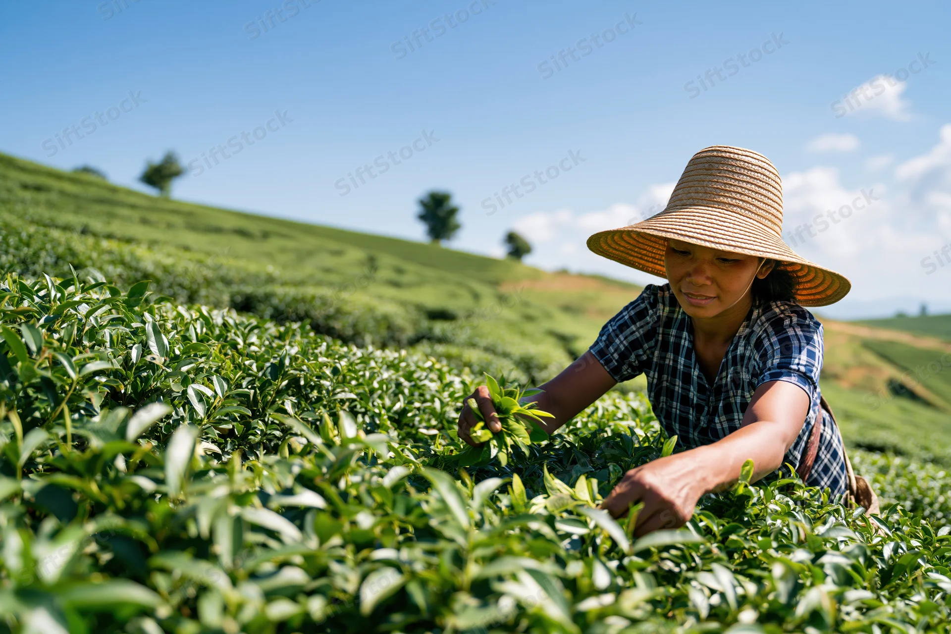 Woman harvesting tea leaves in a sunlit field