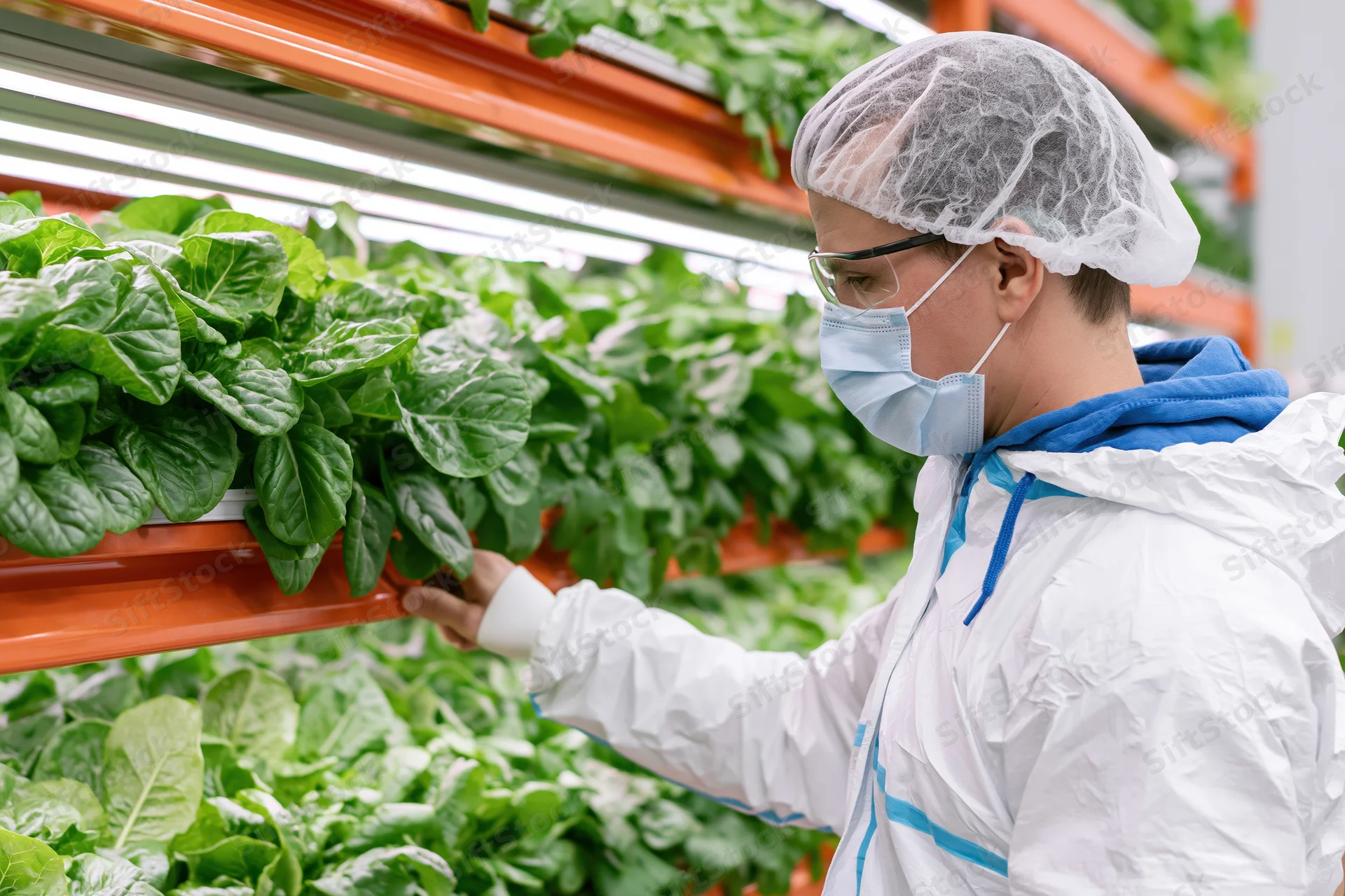 Worker inspecting lettuce in a vertical hydroponic farm