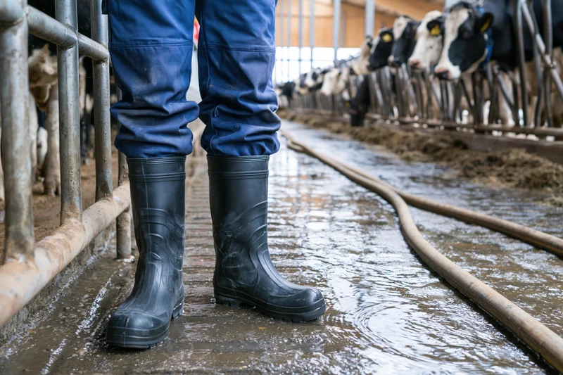 Farmer in rubber boots standing in muddy barn aisle beside dairy cows
