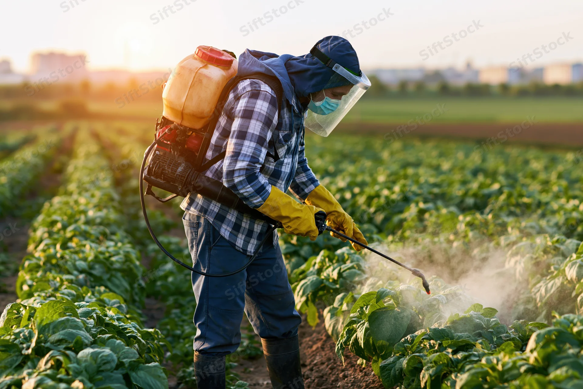 Farmer spraying pesticide on crops in a field at sunset