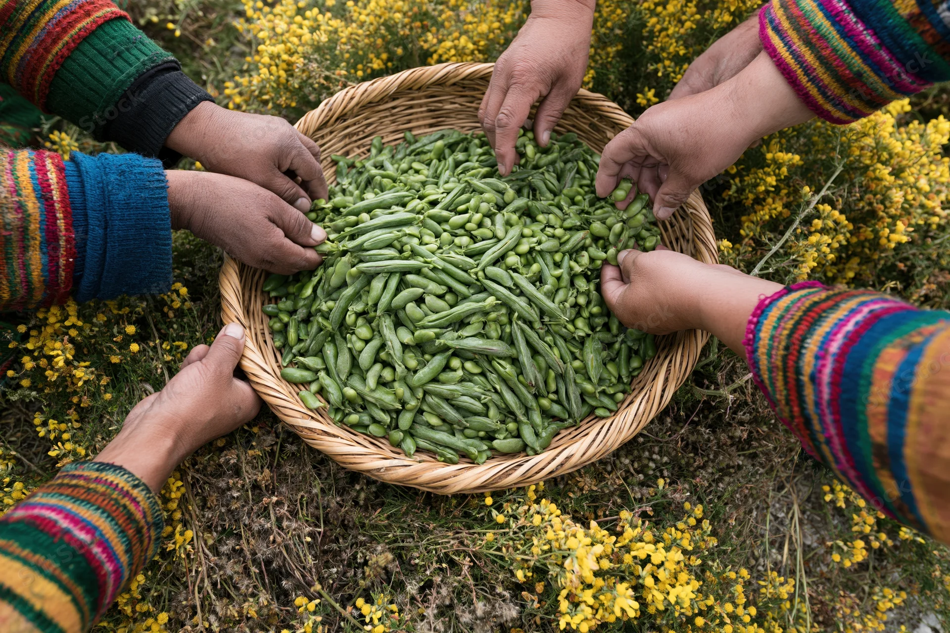 Hands gathering green beans into a woven basket in a field of yellow flowers
