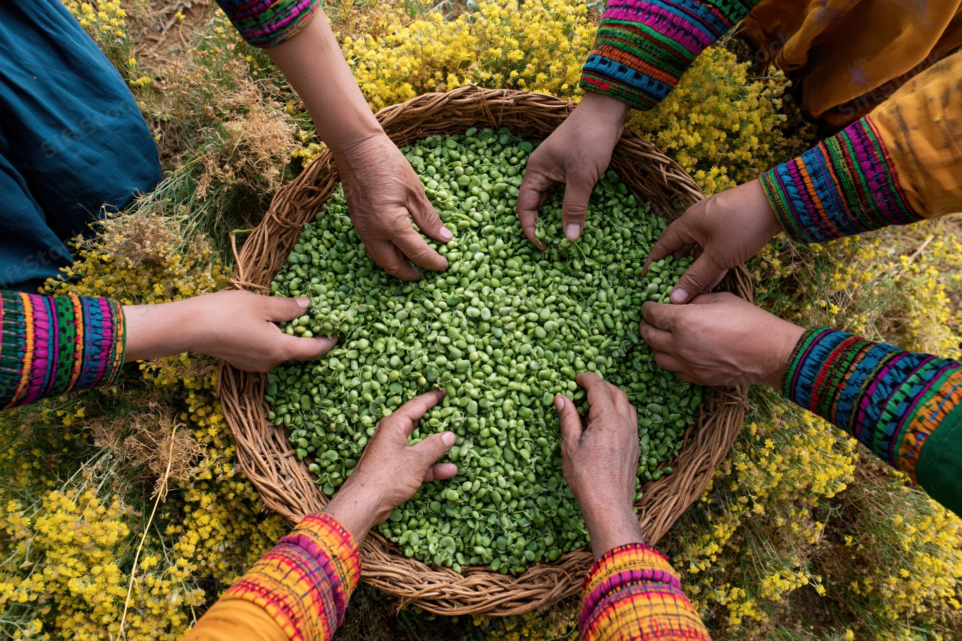 Hands sorting green beans in a woven basket amidst yellow mustard flowers in a field