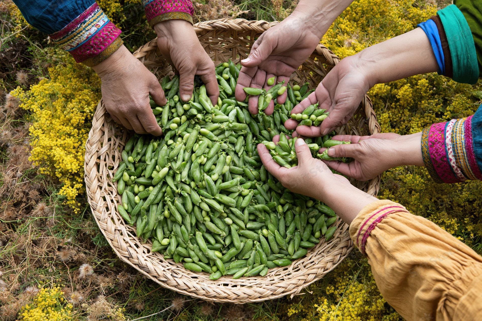 Hands gathering fresh green peas into a woven basket in a field with yellow flowers