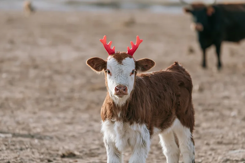Calf wearing red antlers standing in a dirt field on a farm