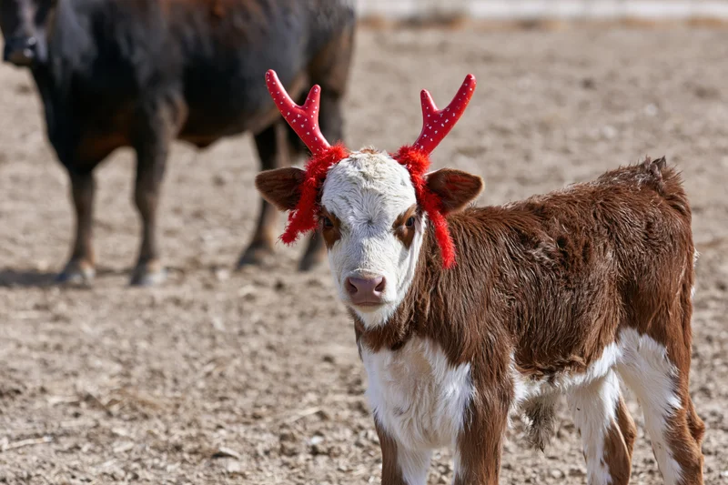 Calf wearing red reindeer antlers on a dirt farm field