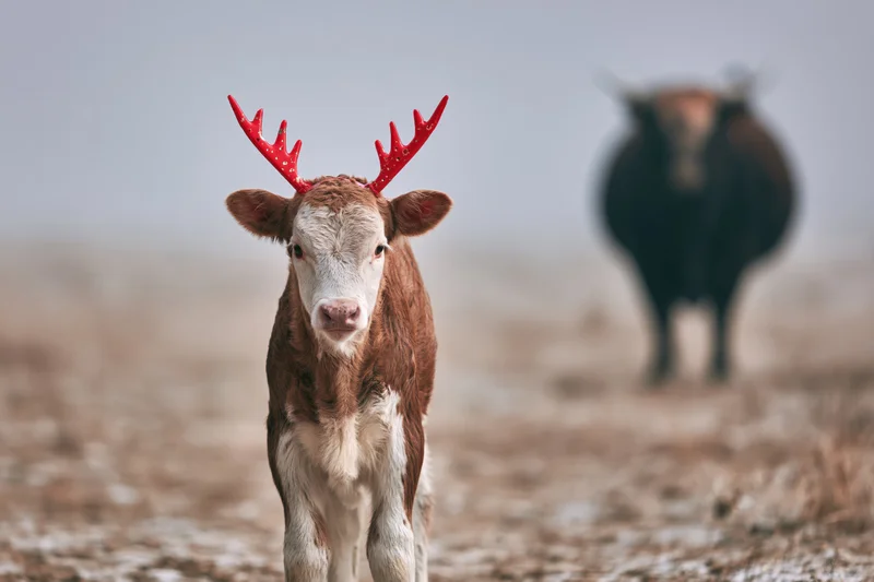 Young calf wearing red antlers standing in snowy field with cow in background