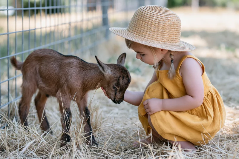 Young girl crouching to touch a baby goat in a hay-filled enclosure on a farm