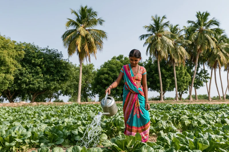 Woman in sari watering spinach crop in rural field with palm trees in background